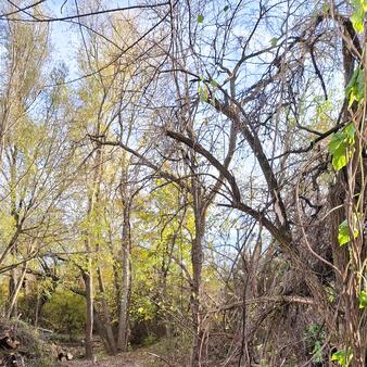 Information zu den Pflegemaßnahmen im Kirchberggraben